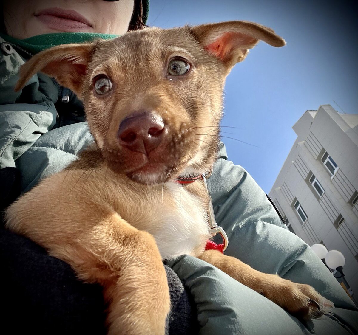 Бездомный щенок