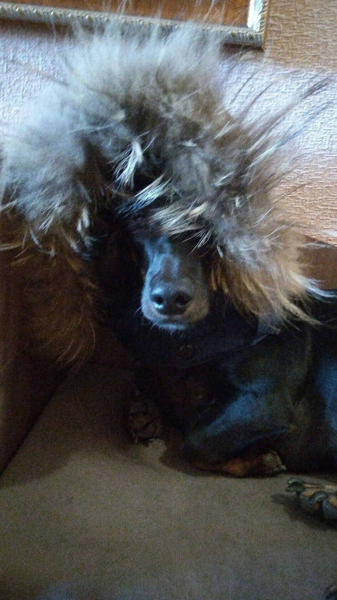 Взяла Серёгину куртку постирать. Отстегнула капюшон, потому что там мех. И...зачем-то надела его на мирно сидящего неподалеку Артошку. Получилось эпичненько. Так и запечатлела.