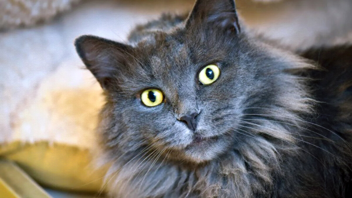 источник фото: fun-cats.ru