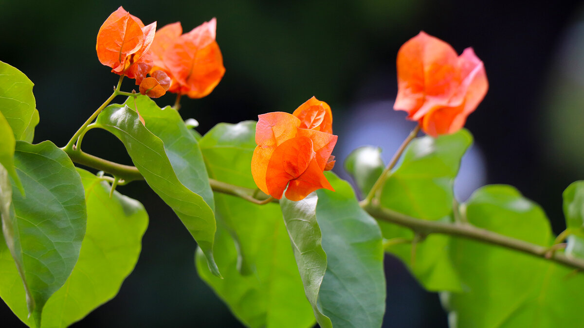 Муза и музыка.