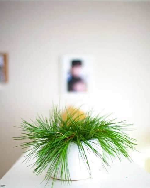 Фото и коллекция автора masteritayaplants