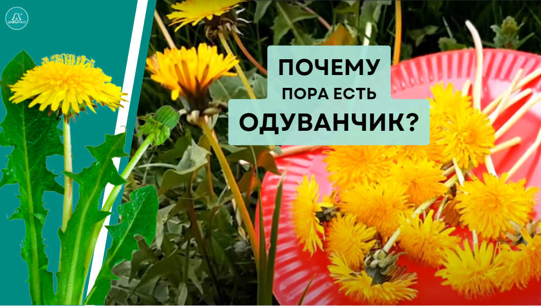 Все части одуванчика обладают лечебными свойствами: корни, листья, цветки и стебли. Например, цветы и листья одуванчика наиболее целебны весной. 