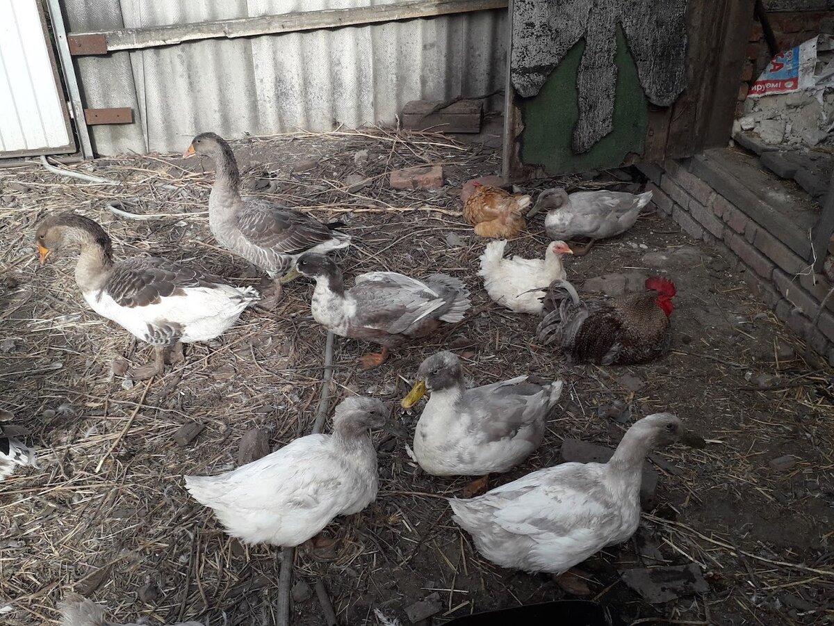 Небольшая часть обитателей птичьего двора. По-большей части все живут мирно. Но не всегда