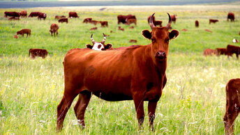 В Крым завезли коров калмыцкой породы. Как порода влияет на результаты животноводства?
