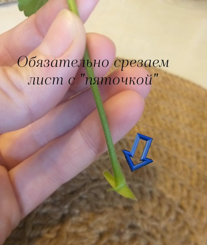 Срезаю острым лезвием