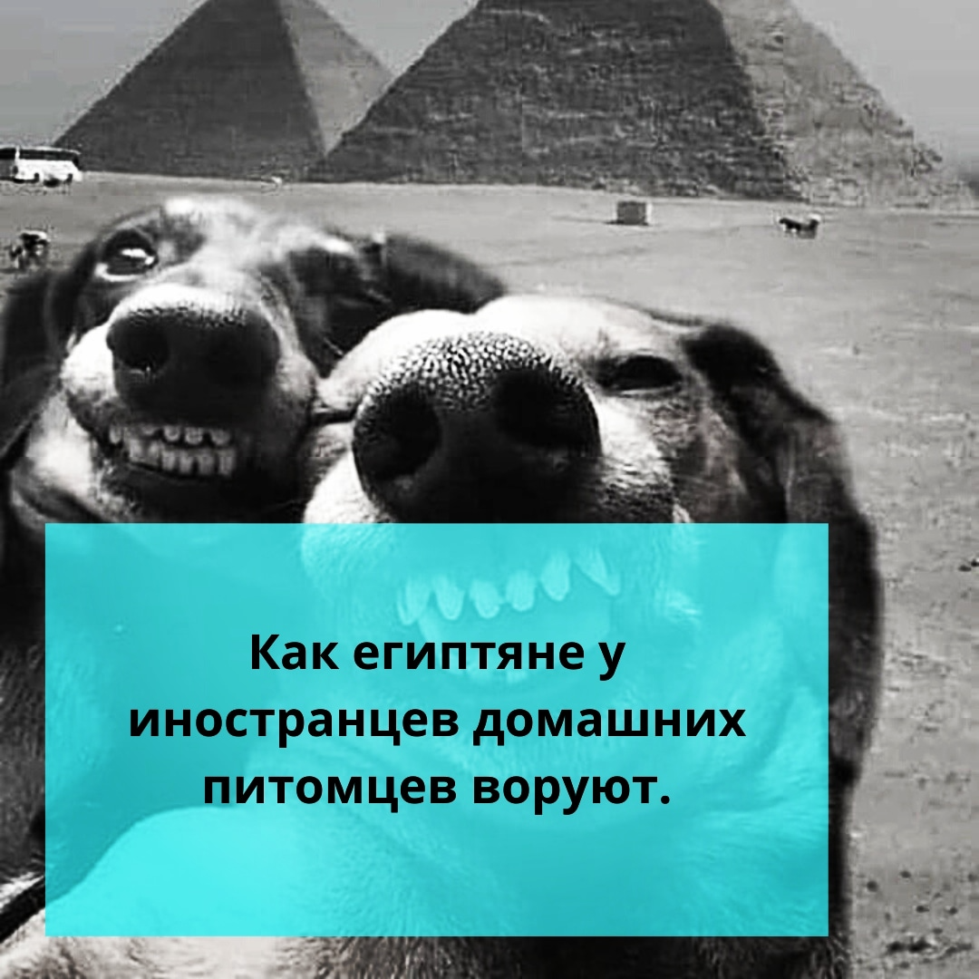 ⚠️Как египтяне у иностранцев домашних питомцев воруют. | Ольга о Египте  🇪🇬 и не только | Дзен