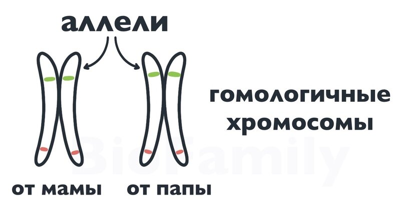 Введение Генетика — наука, изучающая наследственность и изменчивость организмов. У человека в соматической (неполовой) клетке 46 хромосом (23 пары). Почему все хромосомы разбиты по парам?-2