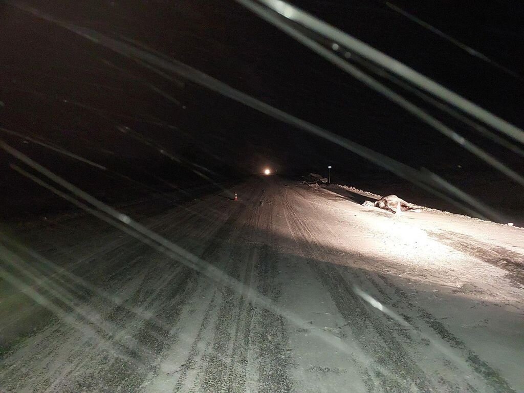    В Оренбургском районе 20-летний водитель «Лады Приоры» врезался в лошадь. Есть пострадавшие