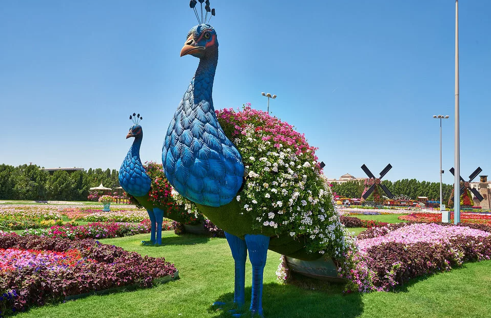 Парк павлинов дубай. Парк Миракл Гарден Дубай. Парк цветов Dubai Miracle Garden. Парк цветов Dubai Miracle Garden (сад чудес). Миракл Гарден парк цветов Дубай 2021.