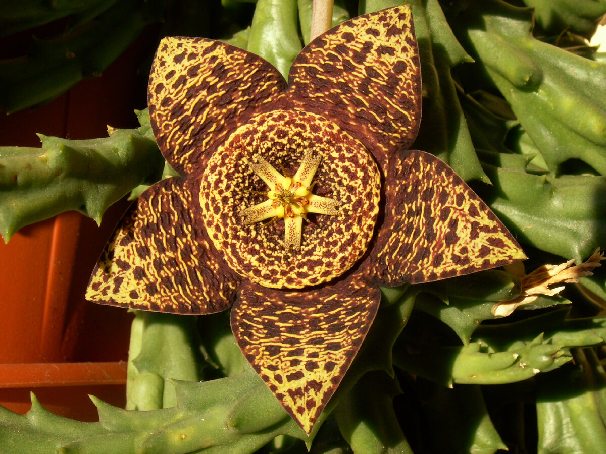 Стапелия, Stapelia variegata