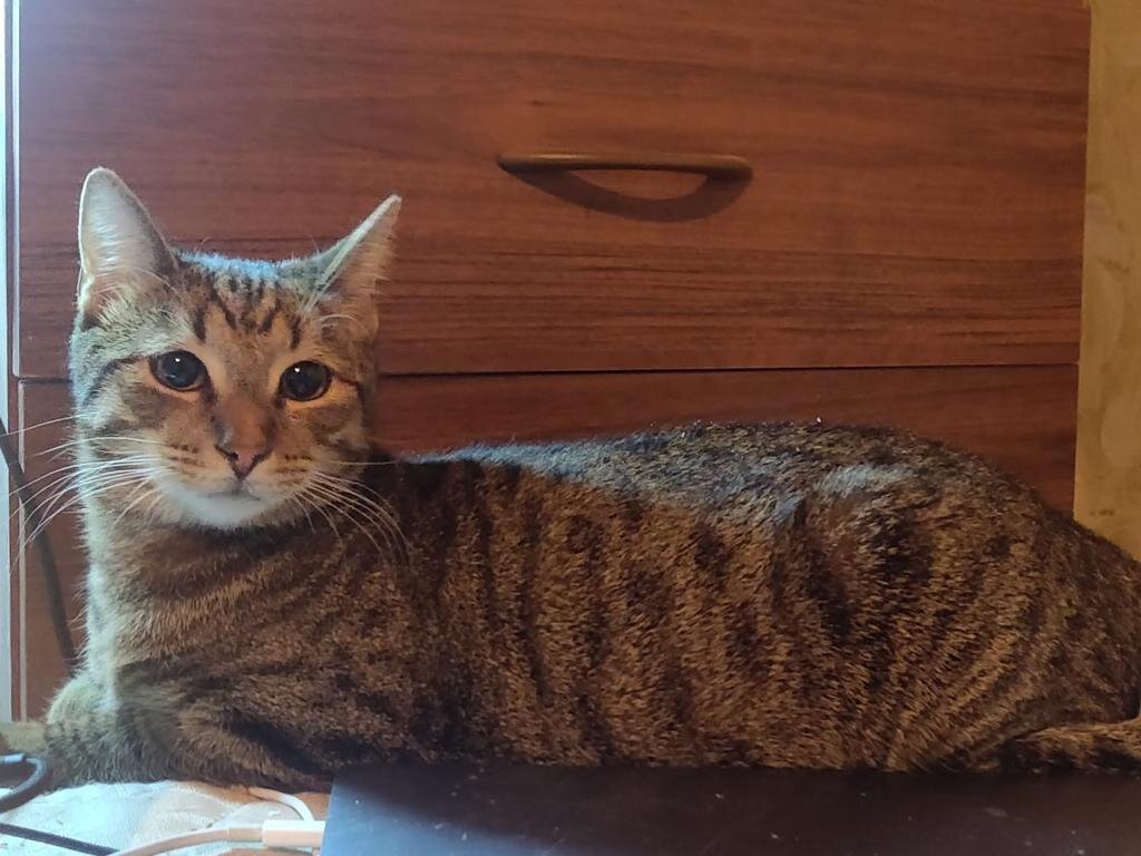 Эдвард Стиг Рэй ищет семью. Истинный питерский кот ищет питерскую семью.
Возраст 2 года.
Кастрирован, привит, воспитан.
Кушает сухой и жидкий корм.
Пишите. Отвечу на все вопросы.
Приезжайте знакомиться.
