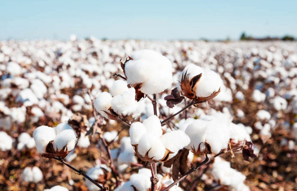 Если вы не знали, как растёт зефир, то вот