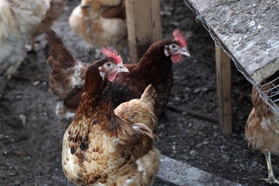   Юлия ПЫХАЛОВА