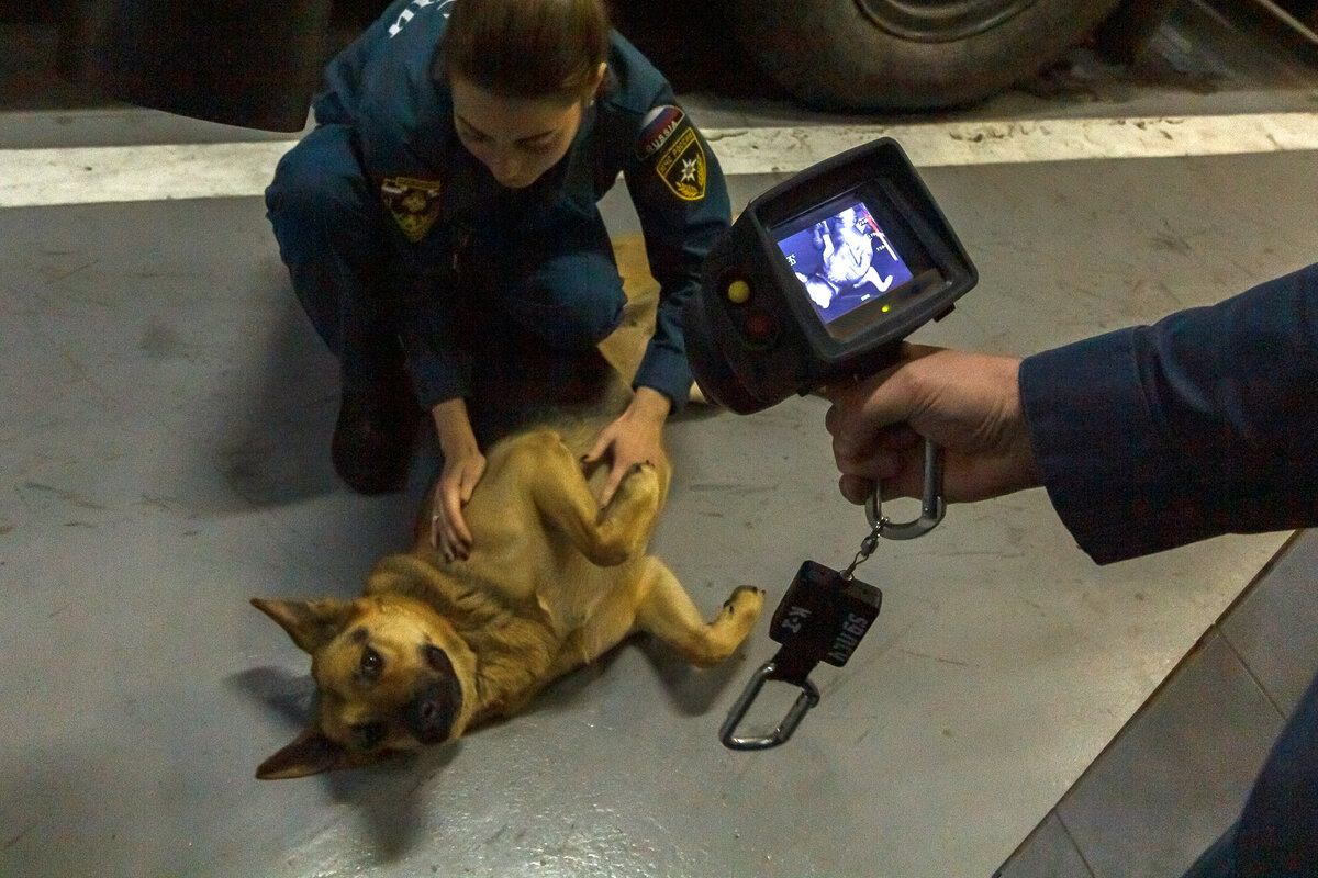 "Опробование" тепловизора на питомице пожарных - Герде.