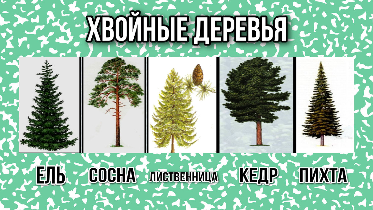 какие хвойные деревья