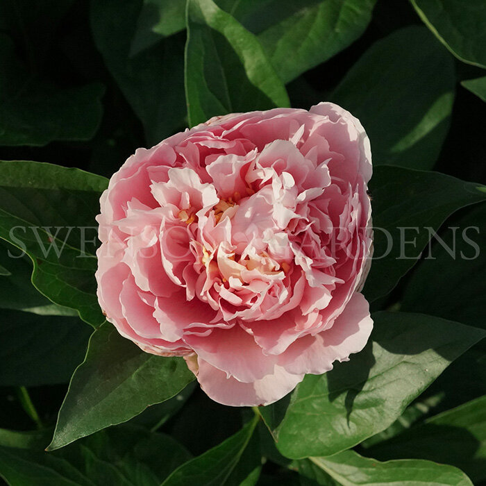 ROGER’S BLUSH (ANDERSON, R.F./SWENSON GARDENS, 2023)