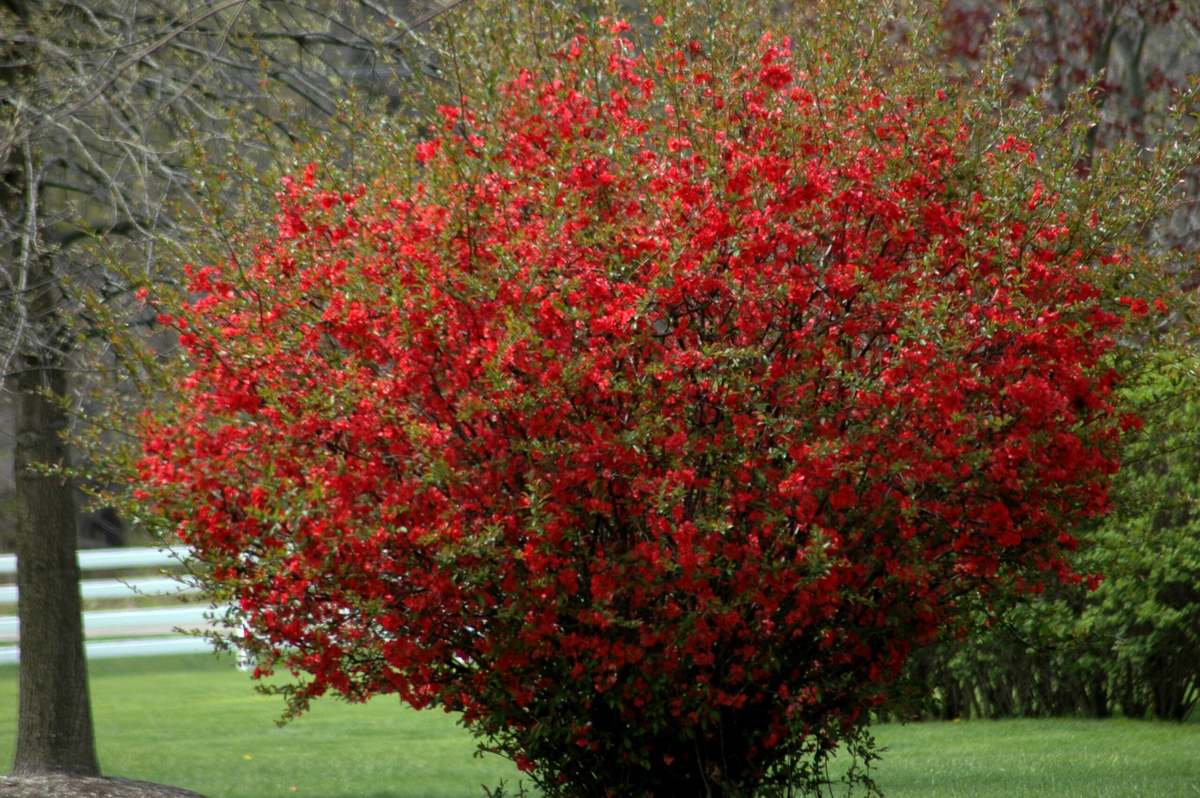 Айва японская Chaenomeles japonica