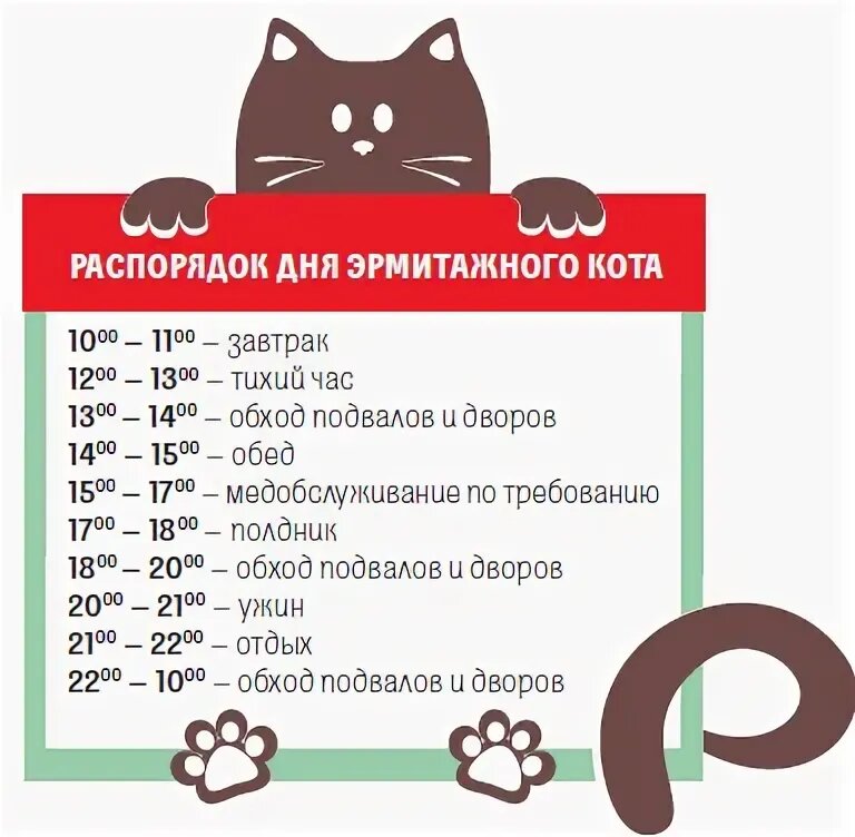 Прием кошек. Распорядок дня кошки. Кошачий распорядок дня. Расписание кота на день. Расписание с кошками.