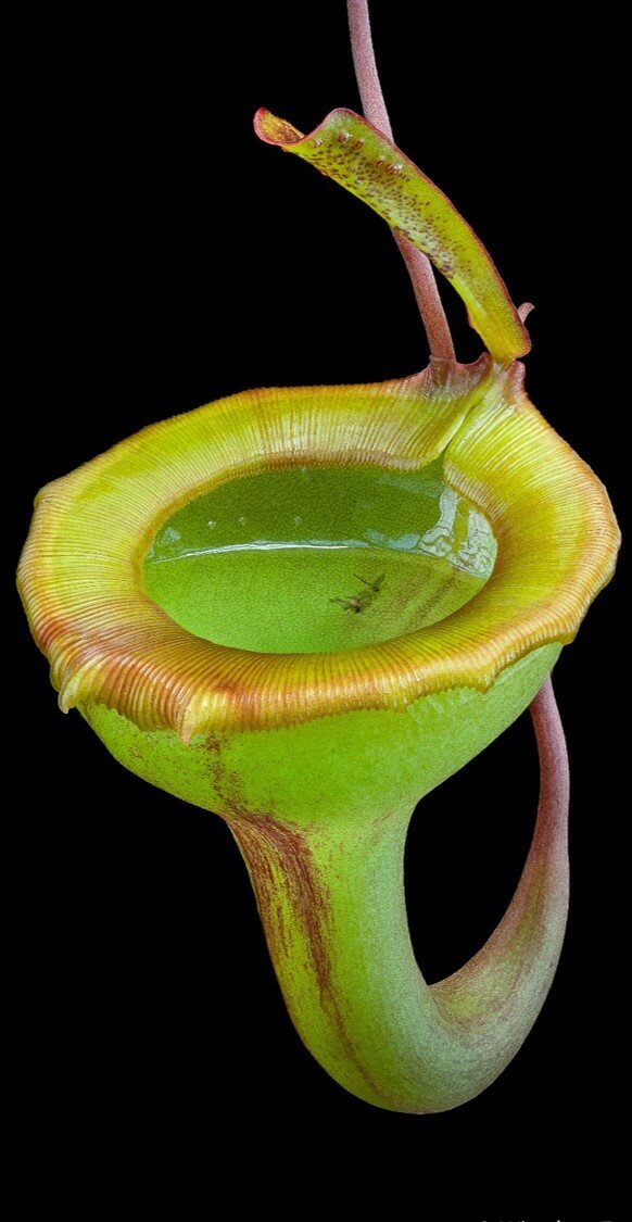 Непентес (Nepenthes jamban)