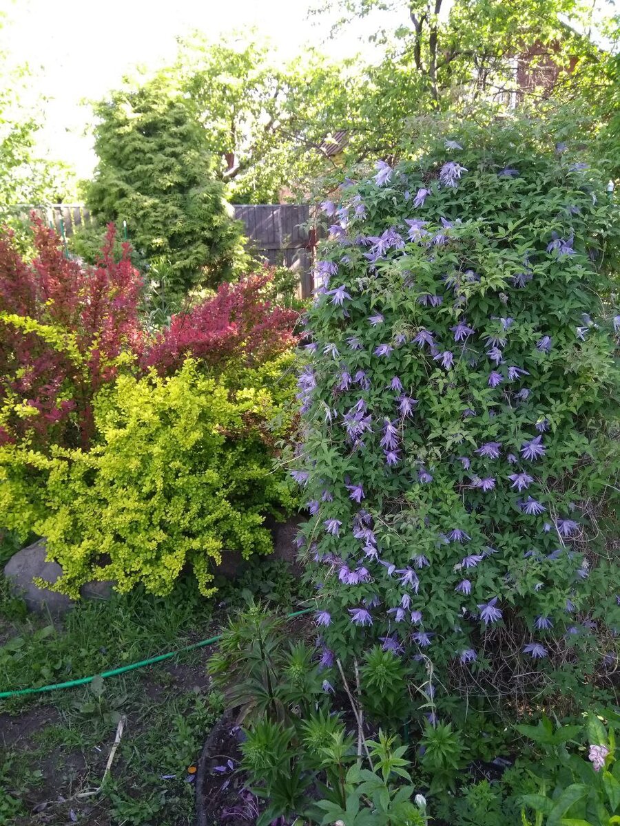 Княжики – самые популярные растения! | GREEN DACHA | Дзен