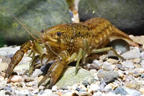 Procarambus virginalis (по некоторым источникам fallax, что тоже правильно) - один из самых необычных раков, по крайней мере, потому-что он способен к партогенезу и все особи являются самками