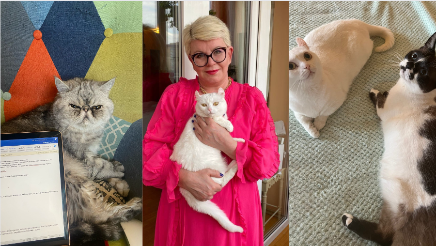 Фото моих котов, ради блага которых я продолжаю стараться))