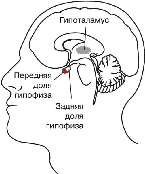 У кого из трех субъектов на рисунке гипофиз выделял нормальное количество гормонов