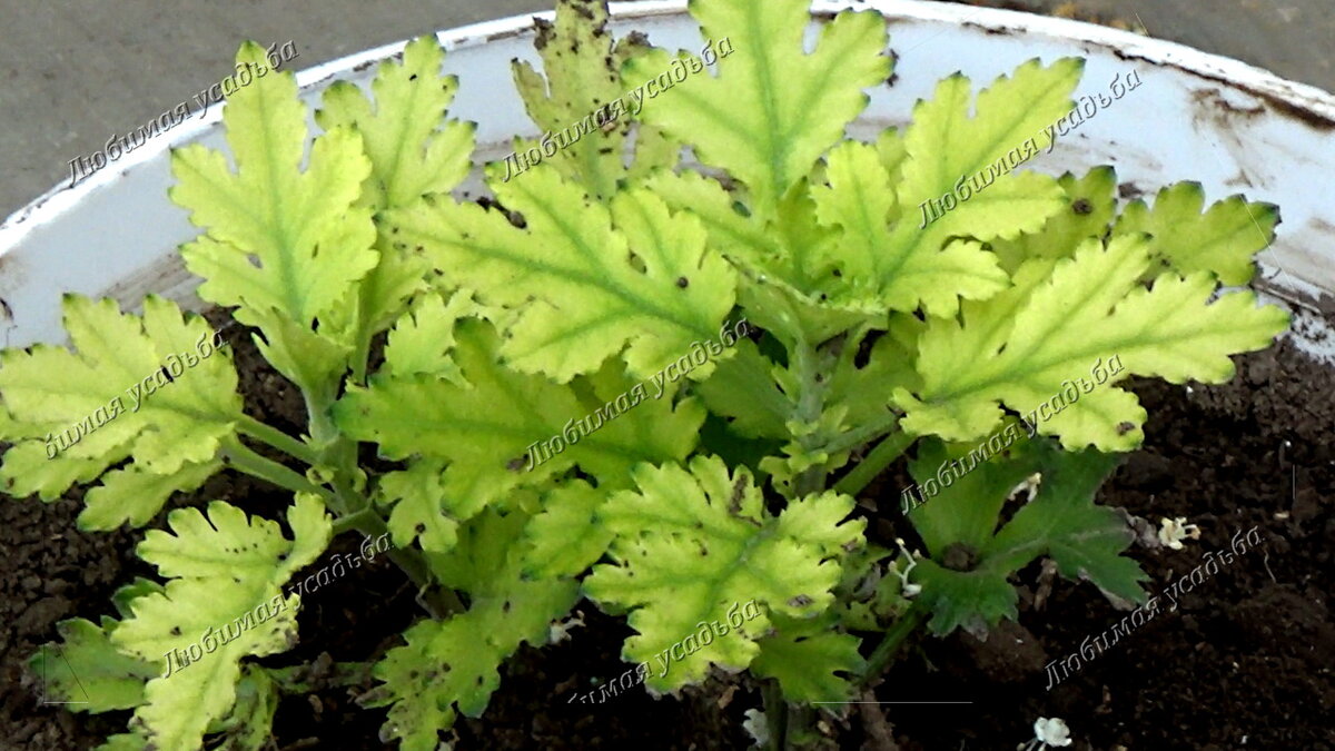 Резкий недостаток железа в питании хризантемы.