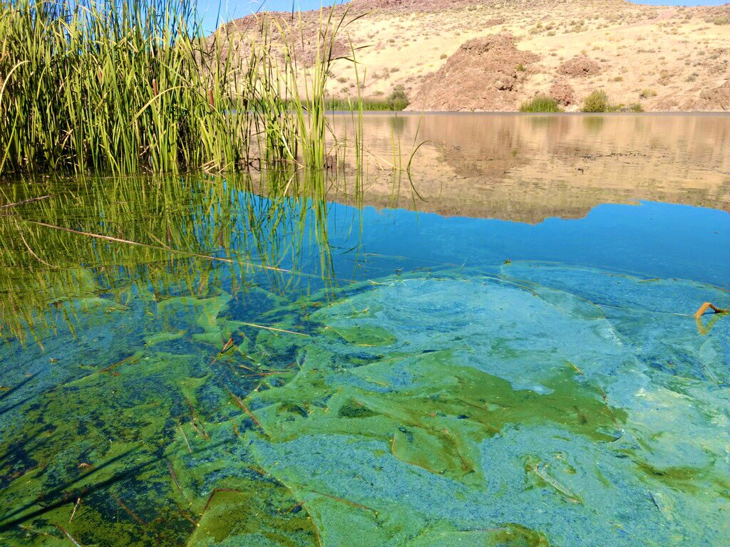 Аэрофитон водоросли