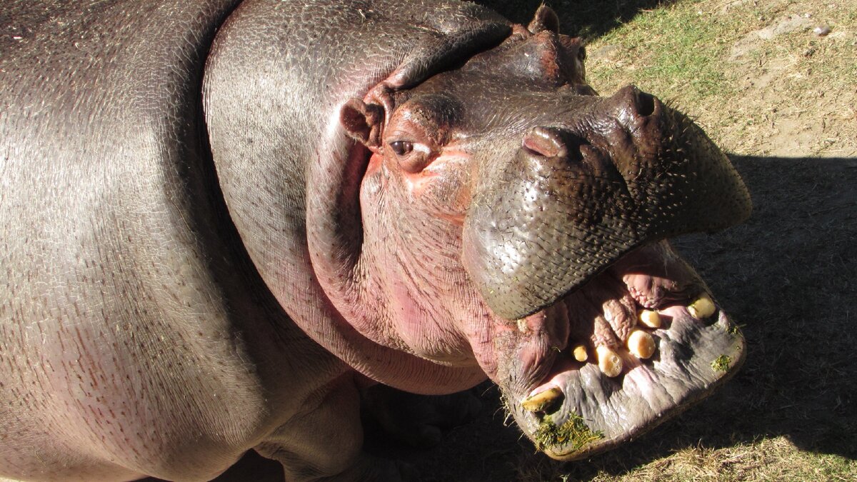 Фото с сайта petzona.ru