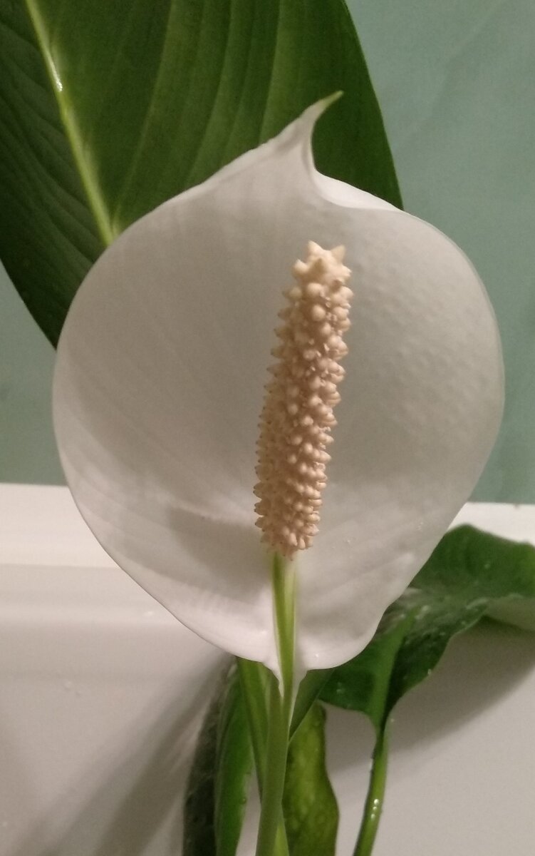 Распустил гордо один цветок.