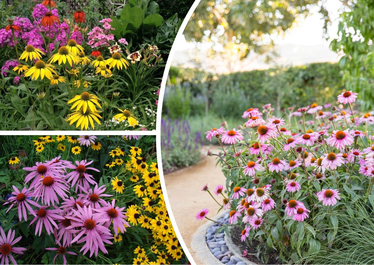 Эхинацея (Echinacea)