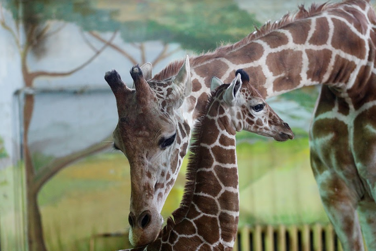 Вы будете плакать: трогательная история Калининградского зоопарка