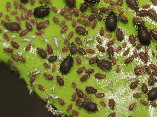 колония тли