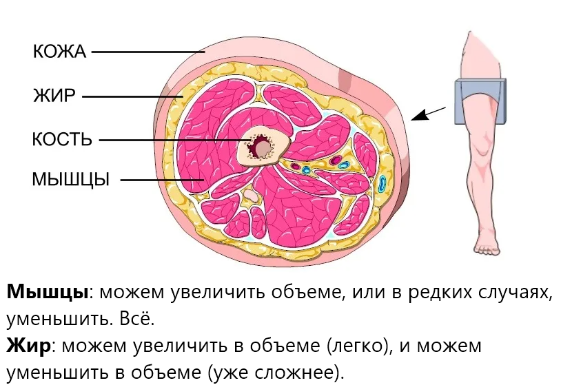 Между ними жир. Человеческий жир в разрезе.