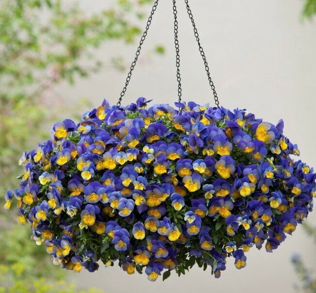 Ампельная виола в подвесном кашпо традиционный фиалковый триколор - голубой, желтый, белый