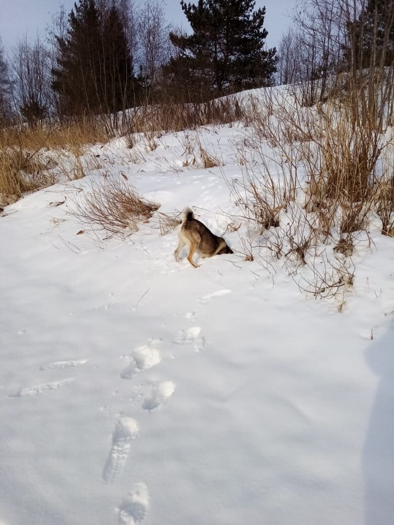 В поисках жителей подледного царства. 