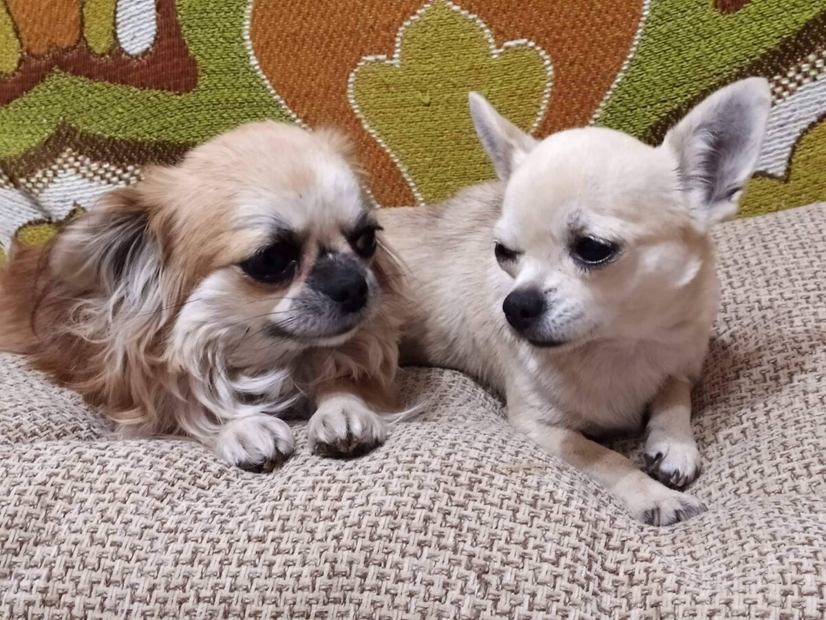 Пуся и Туся. Никогда не помню, кто из них кто ))) Листайте