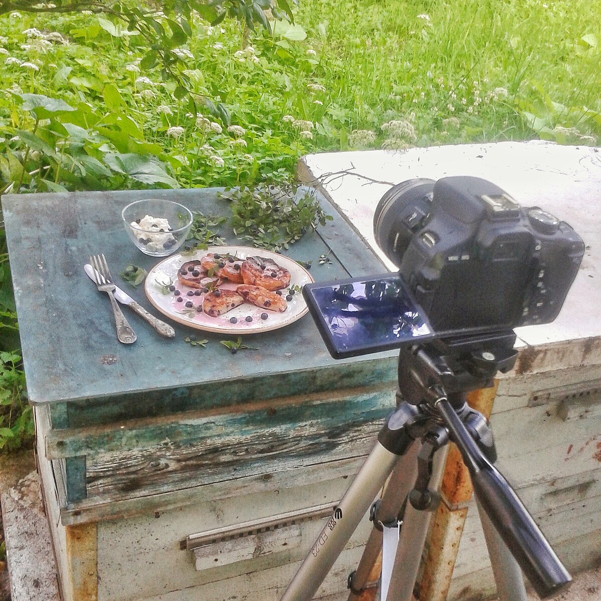 как я снимала дачу в Подмосковье. часть 2. НЕудачи огородные.