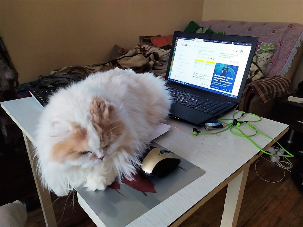 Вано охраняет рабочее место)