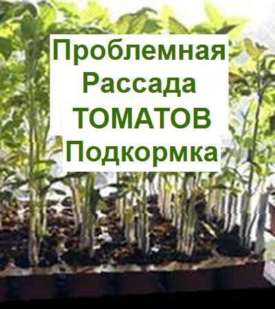 проблемная рассада, вытягивание