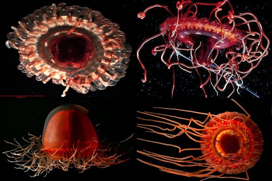 Медуза Атолла