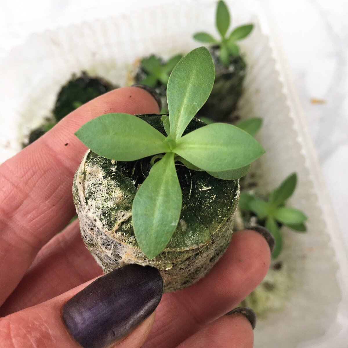 Эустомы в торфяных таблетках. Здесь и далее - фото автора