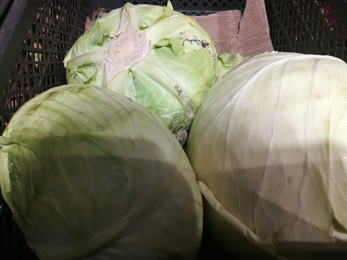 Капуста белокочанная