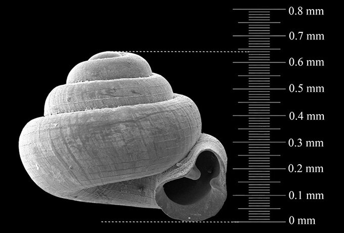 Голотип вида Angustopila pallgergelyi с высотой раковинки 0,64 мм.