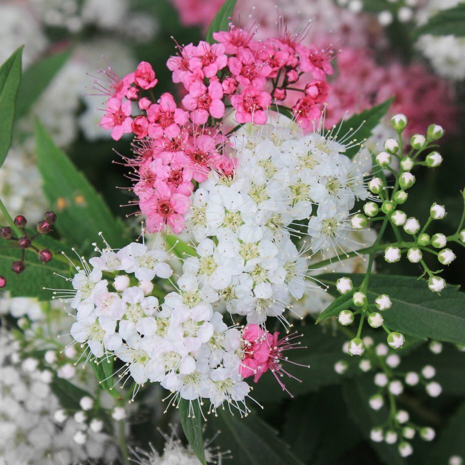 вот такая красавица должна получиться(фото из интернета)