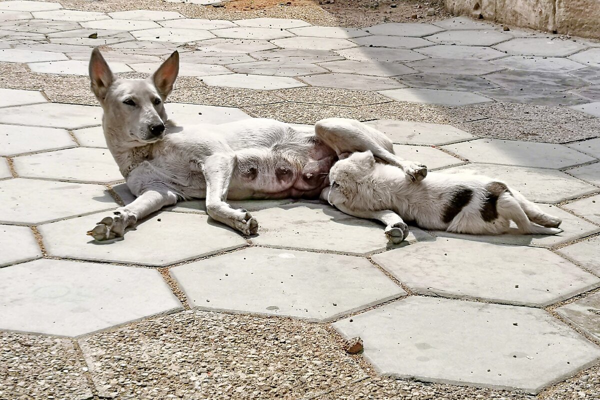 Собаки в Иордании