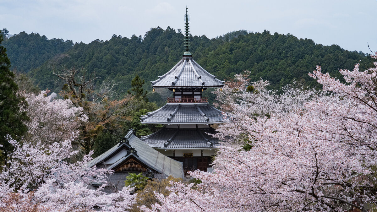 Гора Ёсино – вишневый рай