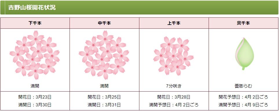 Цветение сакуры на горе Ёсино: слева направо – подножие горы симо-сэмбон, середина горы нака-сэмбон, вершина горы ками-сэмбон, глубь горы оку-сэмбон. (Картинка с официального сайта города Ёсино)