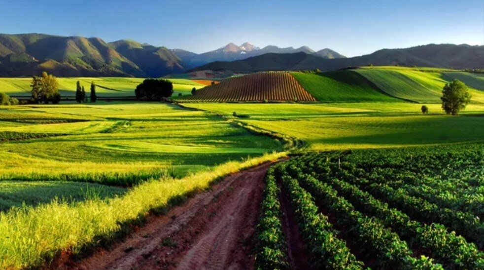 Вино из французского региона Бордо Brio de Cantenac Brown. Margaux